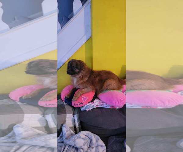 Medium Photo #4 Colonial Cocker Spaniel-Unknown Mix Puppy For Sale in Doylestown, PA, USA