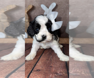 Cock-A-Poo Puppy for Sale in OAK HILLS, California USA