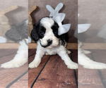 Image preview for Ad Listing. Nickname: Sadie
