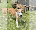 Small #15 Labrador Retriever Mix