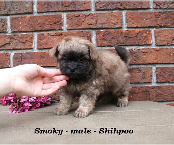 Medium Photo #3 Shih-Poo Puppy For Sale in CLARKRANGE, TN, USA