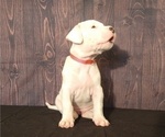 Small Photo #4 Dogo Argentino Puppy For Sale in MIAMI, FL, USA