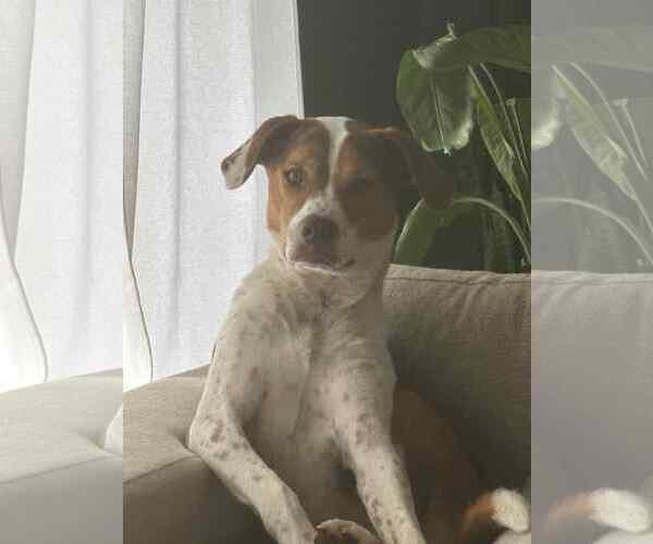 Medium Photo #9 Beagle-Unknown Mix Puppy For Sale in Germantown, OH, USA