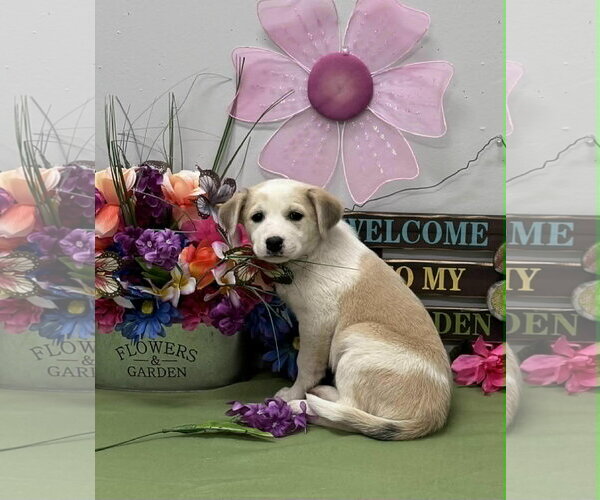 Medium Photo #6 Aussiedor Puppy For Sale in SHERBURNE, NY, USA