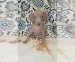 Small #1 Weimaraner