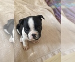 Small Photo #7 Boston Terrier Puppy For Sale in KNOXVILLE, TN, USA