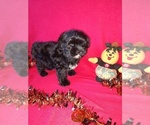 Puppy Shadow Morkie
