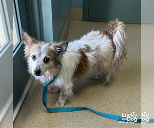 Mutt Dogs for adoption in Washington, DC, USA