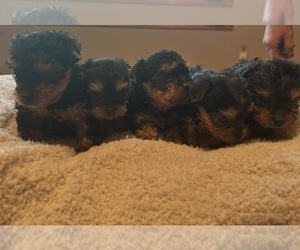 Yorkshire Terrier Puppy for sale in PRAIRIE DU CHIEN, WI, USA