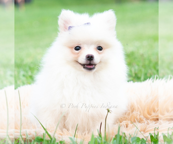 Medium Photo #3 Pomeranian Puppy For Sale in WARSAW, IN, USA