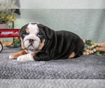 Small Photo #6 Victorian Bulldog Puppy For Sale in MILLERSBURG, IN, USA