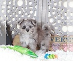 Small #3 Pomeranian-Poodle (Toy) Mix