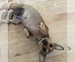 Small Chihuahua