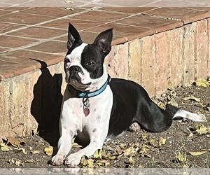 Mother of the Boston Terrier puppies born on 08/12/2022