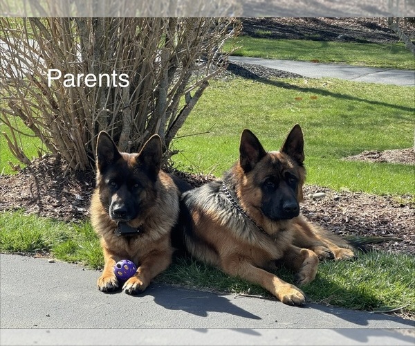 Medium Photo #5 German Shepherd Dog Puppy For Sale in DIGHTON, MA, USA
