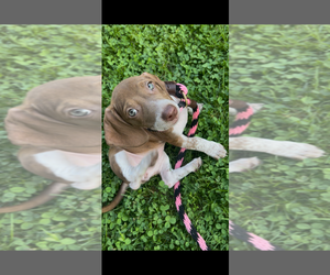 Dachshund-Unknown Mix Dogs for adoption in Mechanicsburg, PA, USA