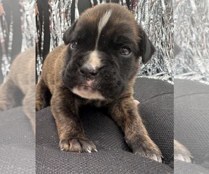 Boxer Puppy for sale in PAWNEE CITY, NE, USA