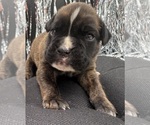 Image preview for Ad Listing. Nickname: AKC Axel