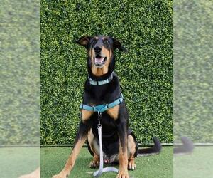 Doberman Pinscher-German Shepherd Dog Mix Dogs for adoption in Naples, FL, USA