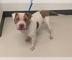 Mutt Dogs for adoption in Corona, CA, USA