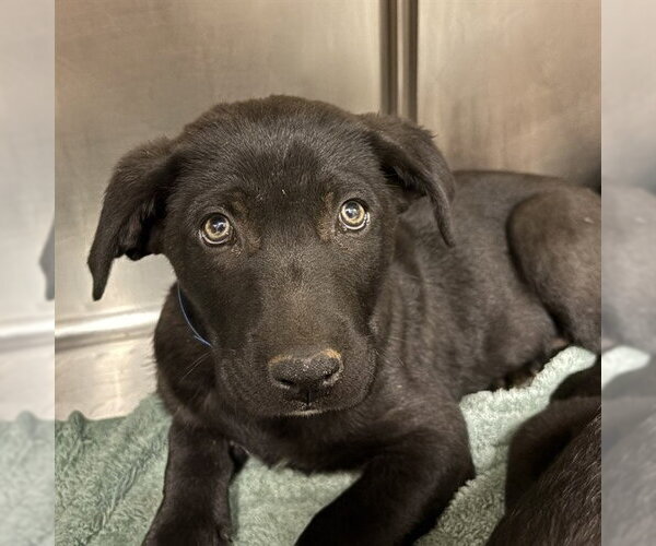 Medium Photo #1 Labrador Retriever-Unknown Mix Puppy For Sale in Rancho Cucamonga, CA, USA