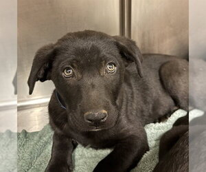 Labrador Retriever-Unknown Mix Dogs for adoption in Rancho Cucamonga, CA, USA