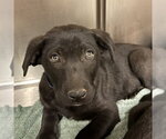 Small Labrador Retriever Mix