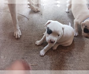 American Staffordshire Terrier-Dogo Argentino Mix Puppy for Sale in CANTON, Texas USA