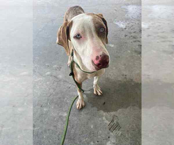 Medium Photo #2 Catahoula Leopard Dog-Unknown Mix Puppy For Sale in Abbeville, LA, USA