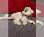 Sadie - Female Bichon Frise Puppy for Sale - Photo #4