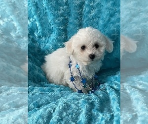 Bichon Frise Puppy for sale in MOUNT PLEASANT, MI, USA