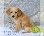 Small #3 Miniature Labradoodle