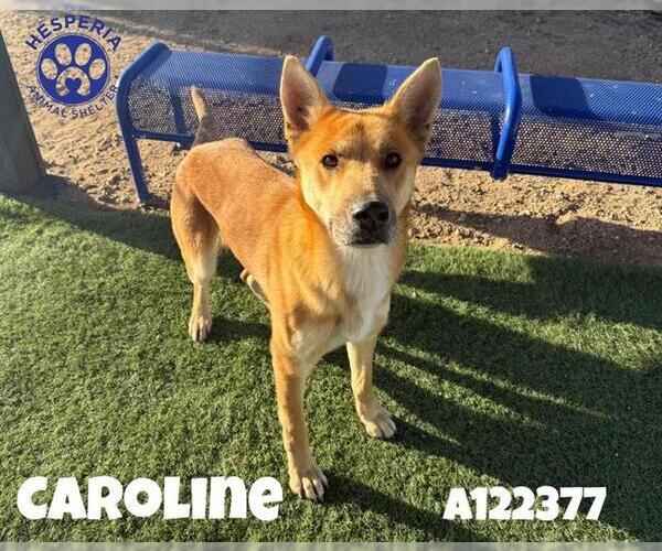 Medium Photo #1 Carolina Dog-Unknown Mix Puppy For Sale in HESPERIA, CA, USA