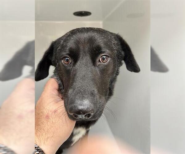 Medium Photo #1 Labrador Retriever-Unknown Mix Puppy For Sale in Houston, TX, USA