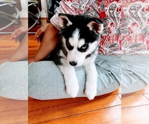 Siberian Husky Puppy for sale in SILVER SPRING, MD, USA