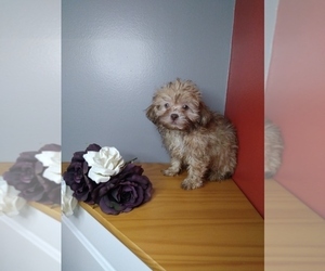 Shih-Poo Puppy for sale in INDIANAPOLIS, IN, USA