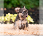 Small #4 French Bulldog