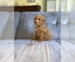 Small Photo #21 Poodle (Toy) Puppy For Sale in HAYWARD, CA, USA