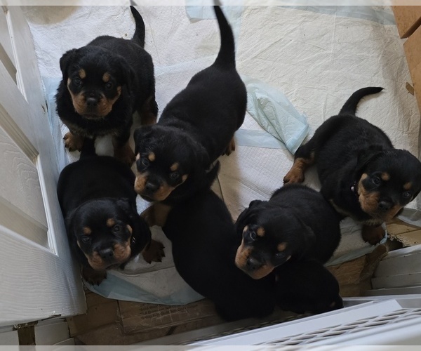 Medium Photo #1 Rottweiler Puppy For Sale in SARASOTA, FL, USA