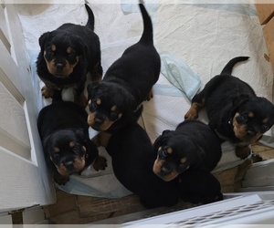 Rottweiler Litter for sale in SARASOTA, FL, USA