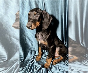 Doberman Pinscher Puppy for sale in POMEROY, OH, USA