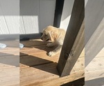 Small #3 Golden Retriever