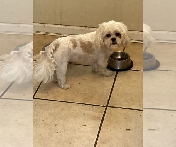 Medium Photo #1 Schweenie Puppy For Sale in DOTHAN, AL, USA