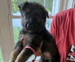 Puppy Pink German Shepherd Dog
