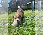 Small #1 Australian Shepherd Mix