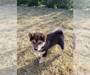 Shiba Inu Puppy for sale in DENTON, TX, USA