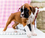 Small #5 Boxer