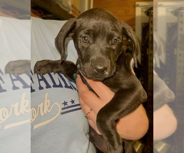 Medium Photo #1 Labrador Retriever-Unknown Mix Puppy For Sale in Brewster, NY, USA