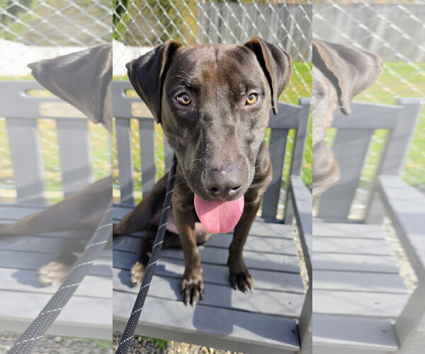 Medium Photo #2 American Pit Bull Terrier-Labrador Retriever Mix Puppy For Sale in Rockaway, NJ, USA