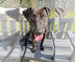 Small #1 American Pit Bull Terrier-Labrador Retriever Mix